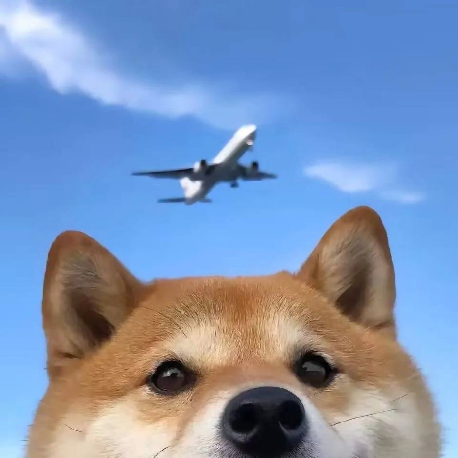 顾梓文